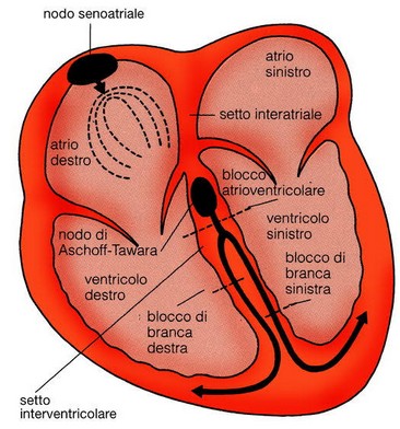 Nodi del cuore